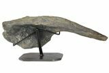 Hadrosaur (Hypacrosaur) Left Ilium with Metal Stand - Montana #165945-3